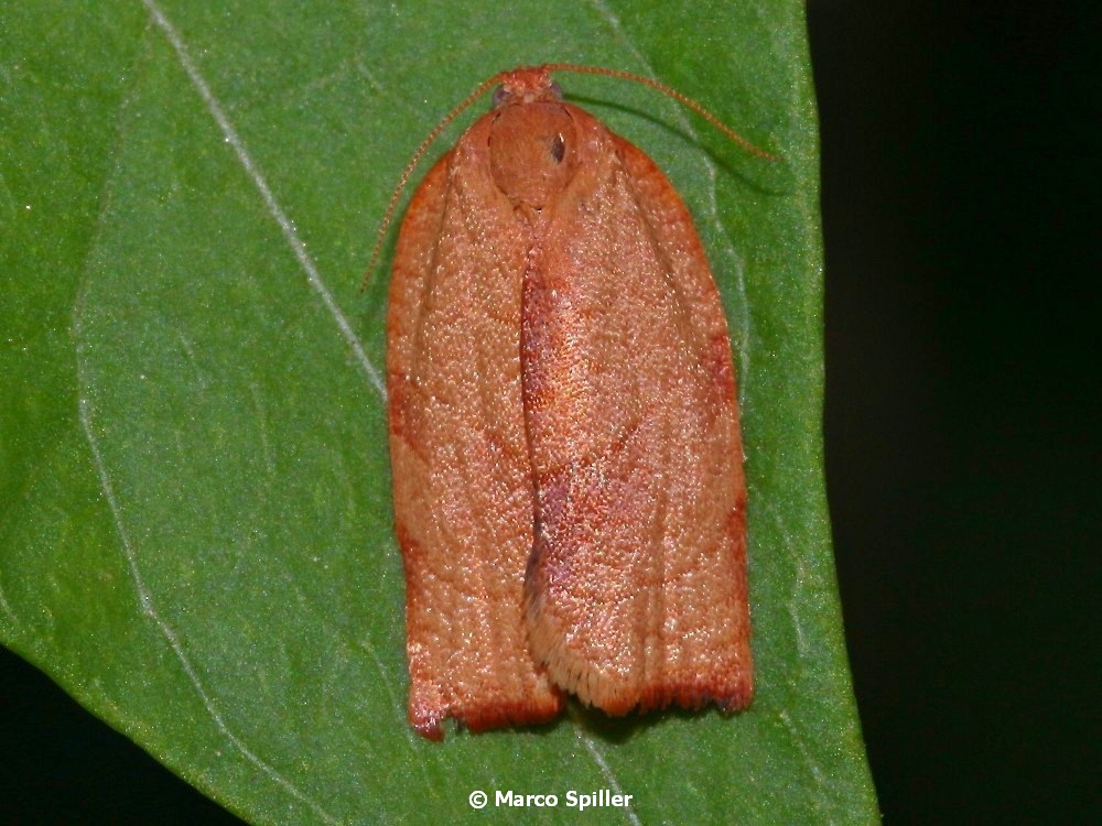 Archips da determinare. No, Cacoecimorpha pronubana - Tortricidae